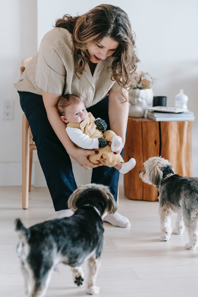 Dog walking jobs for moms with babies